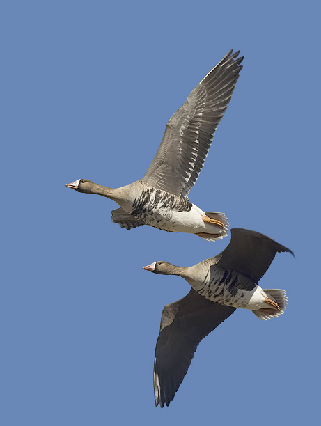 Tundrahanhi, Greater White-fronted Goose, Anser albifrons